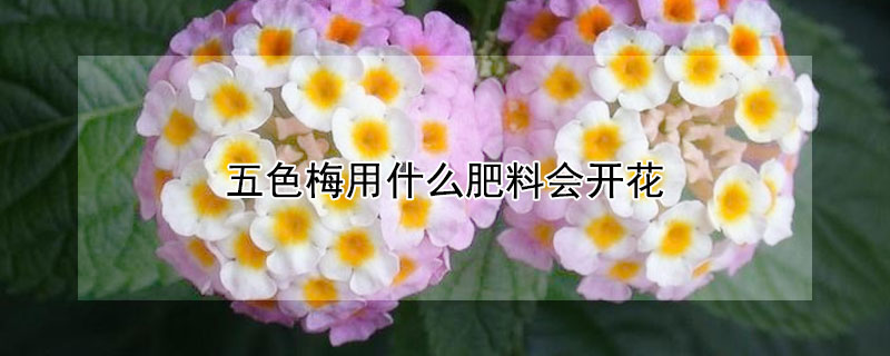 五色梅用什么肥料会开花 五色梅用什么肥料会开花多