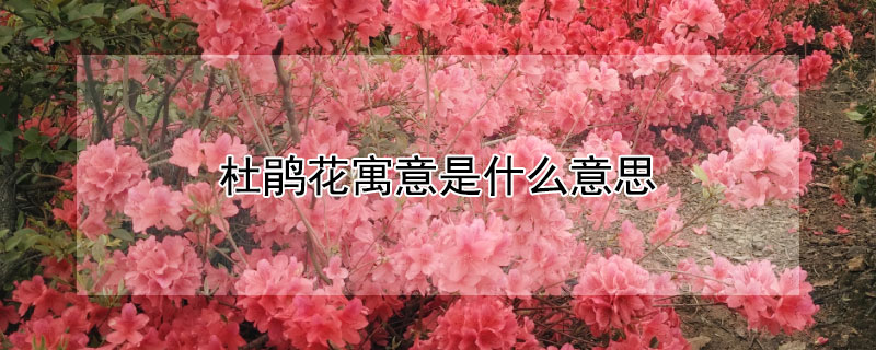 杜鹃花寓意是什么意思 杜鹃花寓意是什么意思和象征