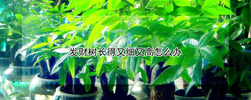 发财树长得又细又高怎么办（发财树太高了怎么截肢）