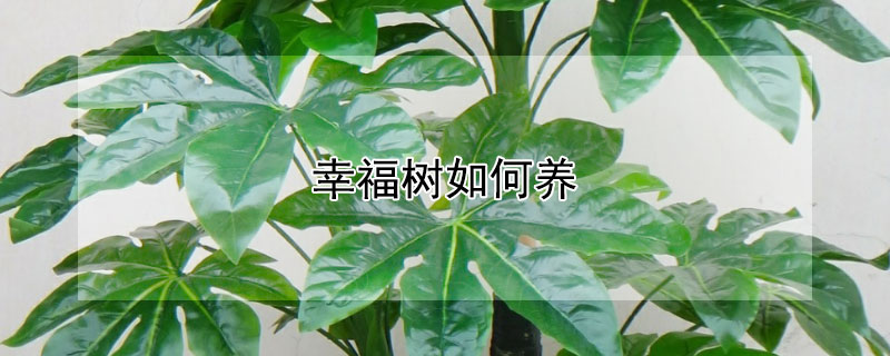 幸福树如何养（幸福树如何养殖）
