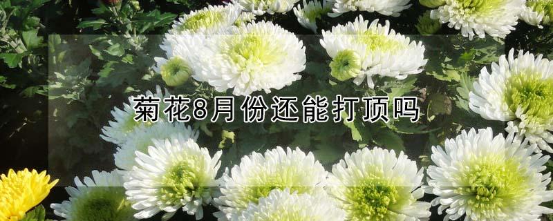 菊花8月份还能打顶吗 菊花八月底还能掐尖吗