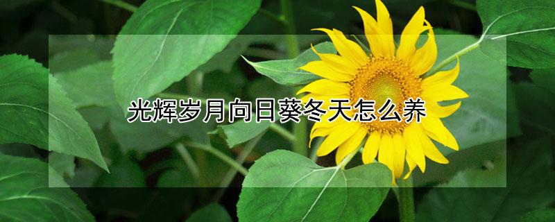 光辉岁月向日葵冬天怎么养（光辉岁月向日葵冬天养护）