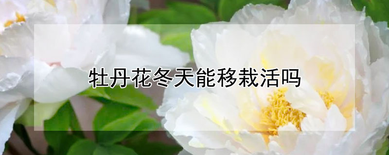 牡丹花冬天能移栽活吗（牡丹花冬天可以移栽吗）