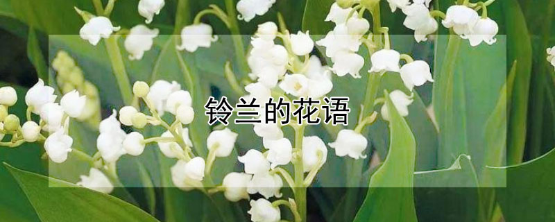 铃兰的花语（铃兰的花语和寓意）