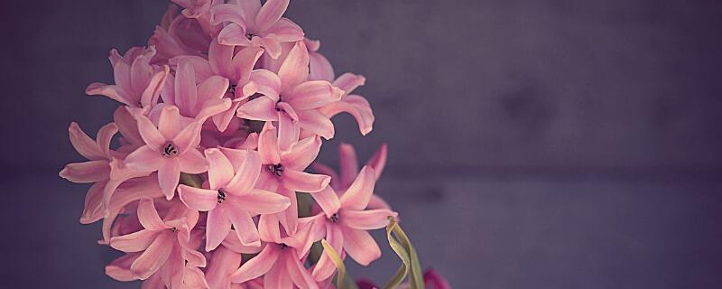 粉色风信子花语 各种颜色风信子的花语
