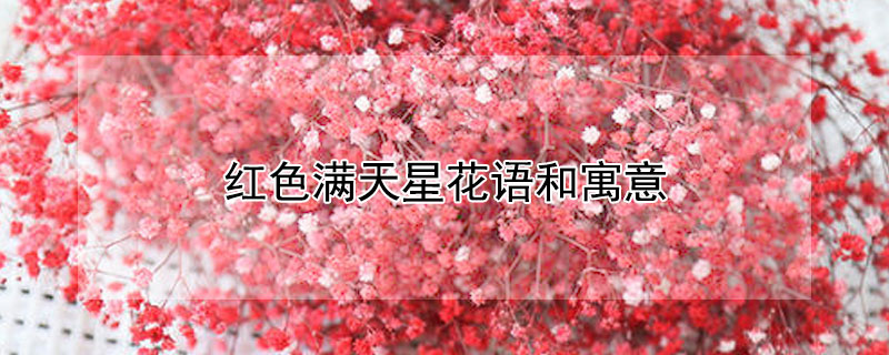 红色满天星花语和寓意（红色满天星花语和寓意有哪些?）