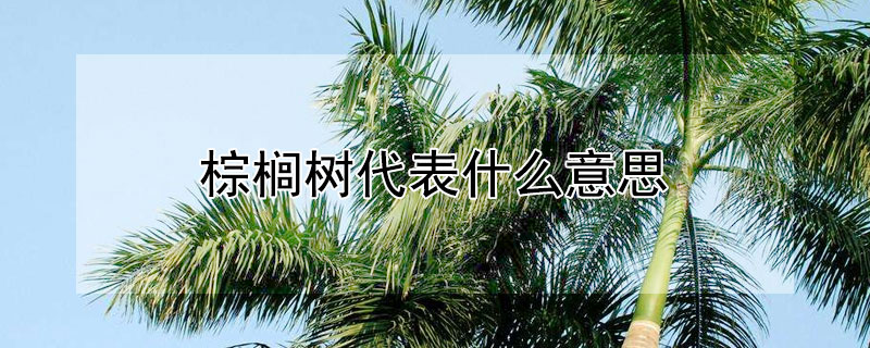 棕榈树代表什么意思 棕榈树是什么