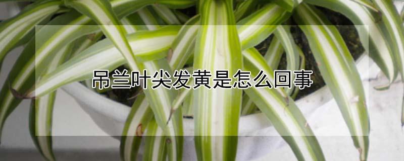吊兰叶尖发黄是怎么回事 吊兰叶尖发黄是怎么回事儿