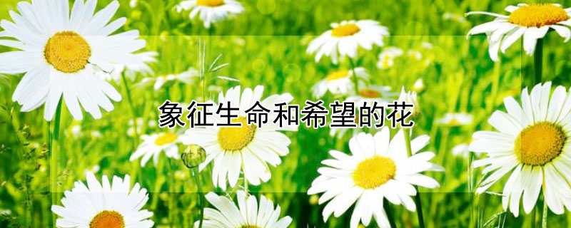 象征生命和希望的花 象征生命和希望的花束搭配