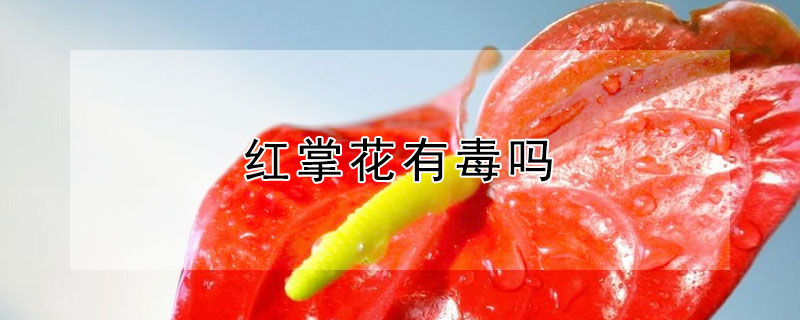 红掌花有毒吗 红掌花有毒吗能在室内摆放吗