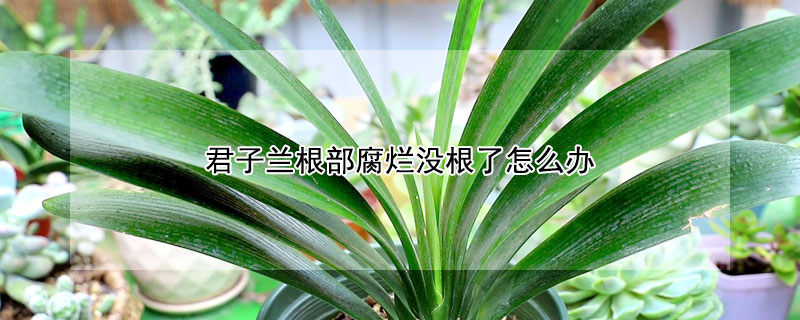 君子兰根部腐烂没根了怎么办（君子兰烂根怎样处理快速生根）