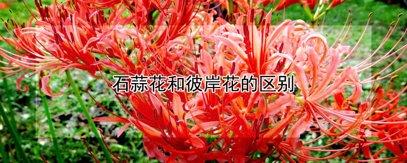 石蒜花和彼岸花的区别（彼岸花的寓意和花语）