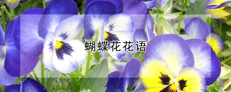 蝴蝶花花语 蝴蝶花花语大全