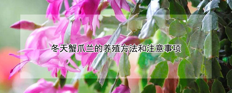 冬天蟹爪兰的养殖方法和注意事项（冬天蟹爪兰的养殖方法和注意事项有哪些）