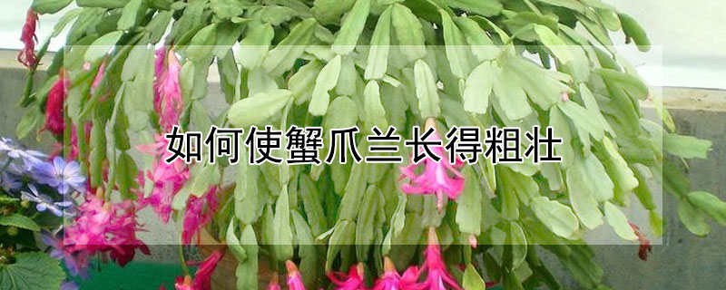 如何使蟹爪兰长得粗壮（如何使蟹爪兰长得粗壮些）