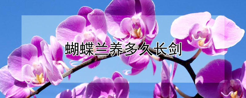 蝴蝶兰养多久长剑（蝴蝶兰养多久出花剑）