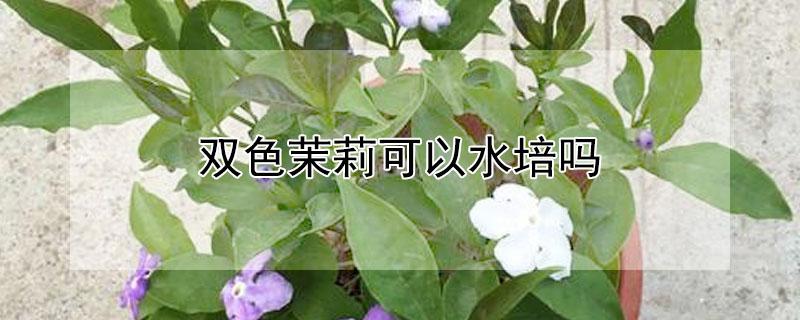 双色茉莉可以水培吗 双色茉莉可以水培吗视频