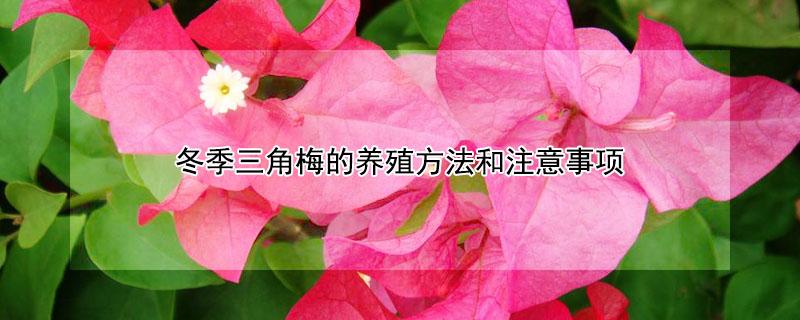冬季三角梅的养殖方法和注意事项（冬季三角梅的养殖方法和注意事项）