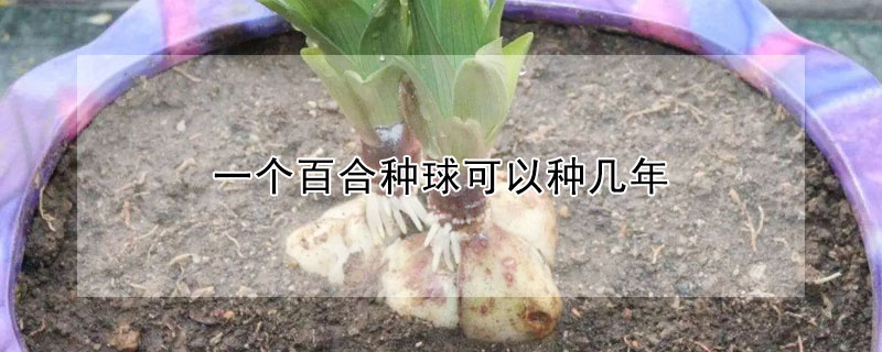 一个百合种球可以种几年 百合花谢后怎么留种子