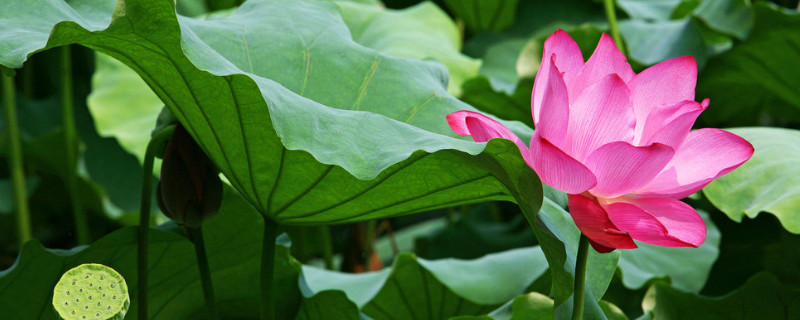 莲花花语是什么意思（莲花什么含义）