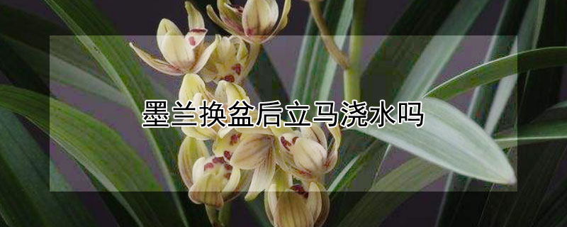墨兰换盆后立马浇水吗（墨兰换盆后立马浇水吗视频）