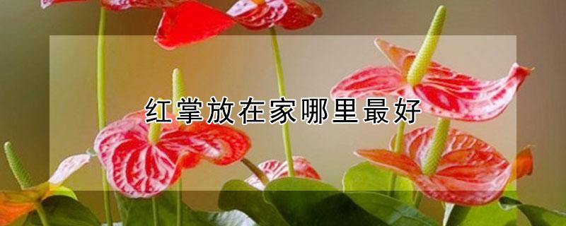 红掌放在家哪里最好 红掌放在家哪里最好呢