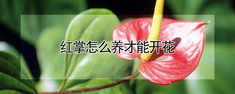 红掌怎么养才能开花 水培红掌怎么养才能开花