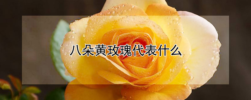 八朵黄玫瑰代表什么（八朵黄玫瑰代表什么含义）