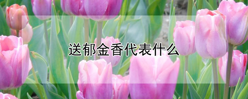 送郁金香代表什么（送郁金香代表什么象征意义）