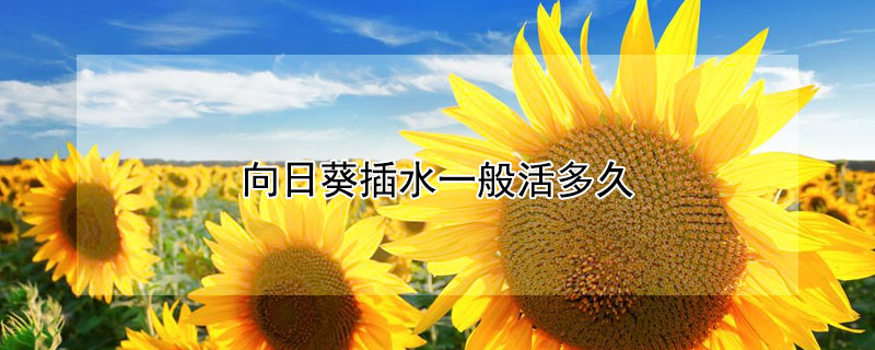 向日葵插水一般活多久 向日葵插水一般活多久啊