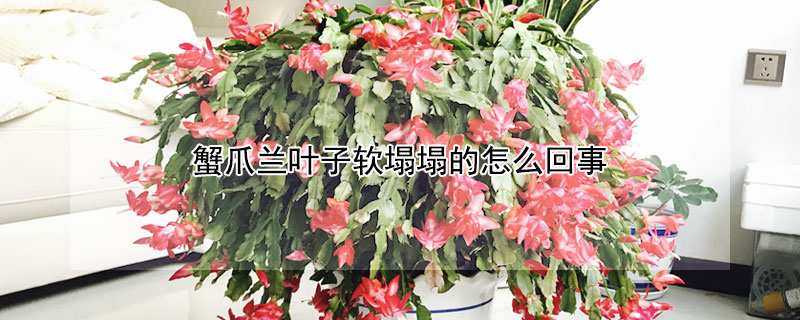 蟹爪兰叶子软塌塌的怎么回事（蟹爪兰叶子软塌塌的怎么回事图片）