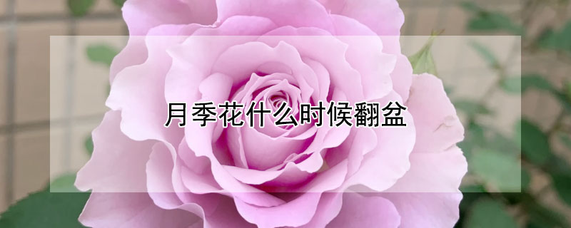 月季花什么时候翻盆 盆栽月季什么时间翻盆