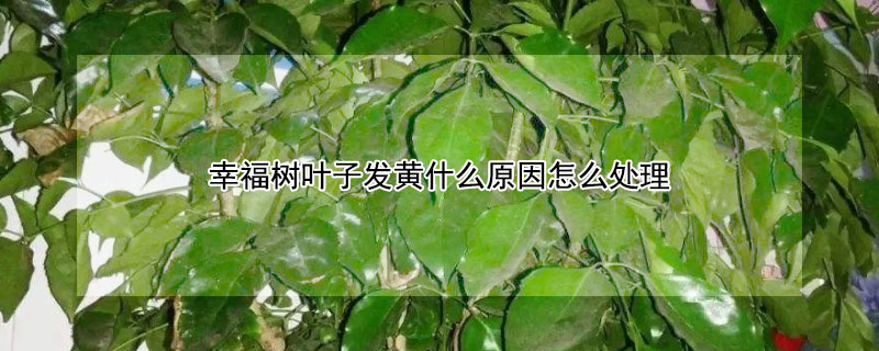 幸福树叶子发黄什么原因怎么处理 叶片发黄是缺什么肥料