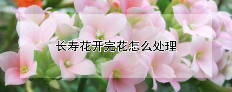 长寿花开完花怎么处理 长寿花开完花怎么处理还开花呢