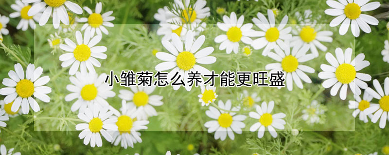 小雏菊怎么养才能更旺盛（小雏菊怎么养才能更旺盛一些）