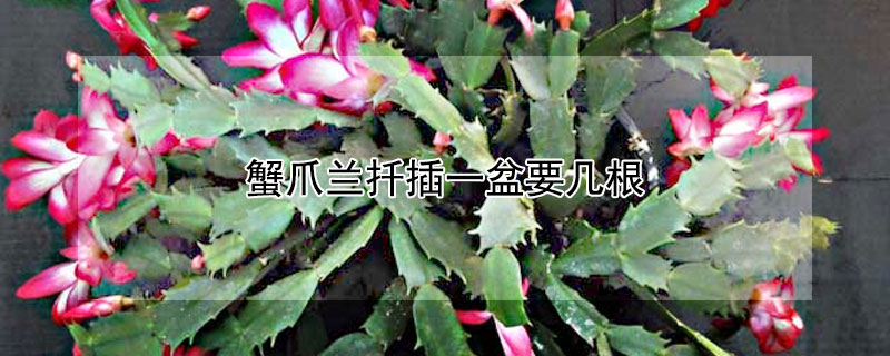 蟹爪兰扦插一盆要几根（蟹爪兰扦插一盆要几根枝条）
