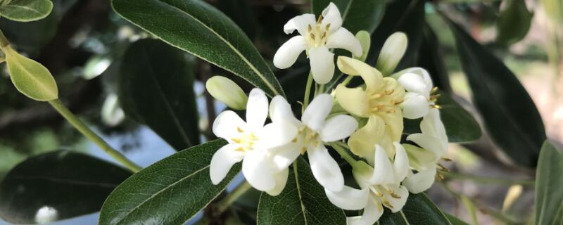 海桐的花语和象征 海桐的寓意和象征