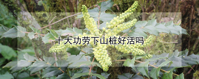 十大功劳下山桩好活吗 十大功劳下山桩栽培方法