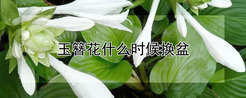 玉簪花什么时候换盆 玉簪花什么时候换盆合适