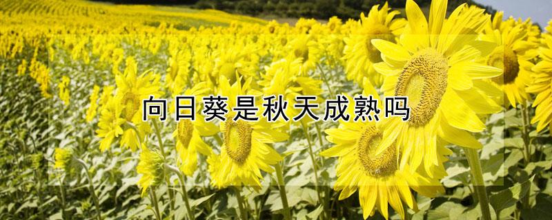 向日葵是秋天成熟吗（向日葵是不是秋天）