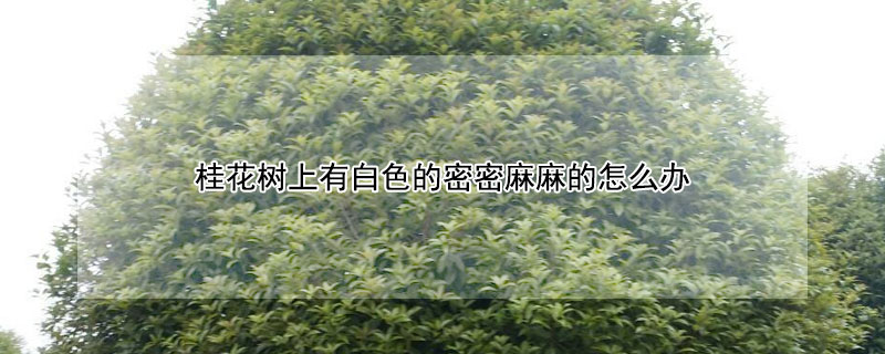 桂花树上有白色的密密麻麻的怎么办（桂花树上有白色的点点是什么）