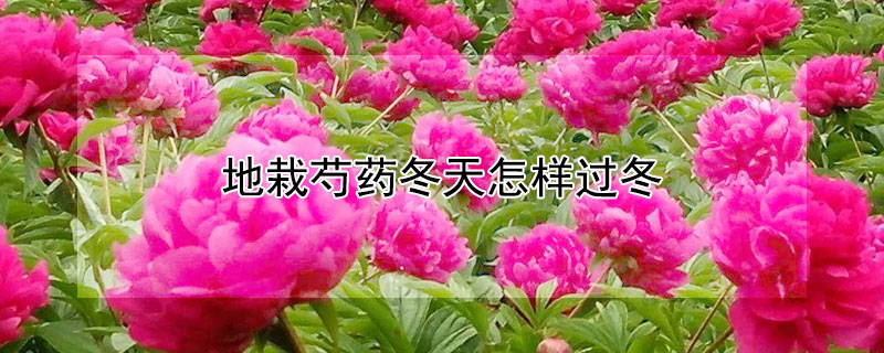 地栽芍药冬天怎样过冬 地栽芍药冬天怎样过冬呢