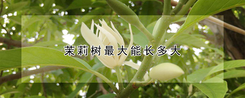 茉莉树最大能长多大 茉莉树最大能长多大图片