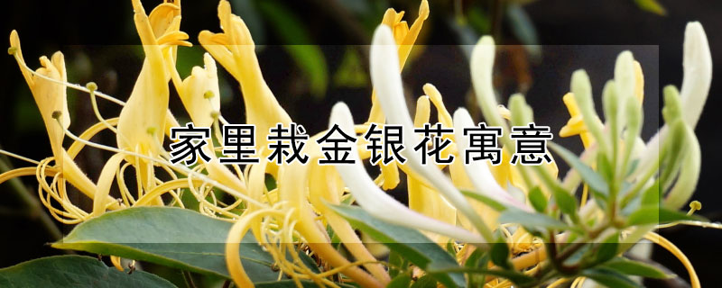 家里栽金银花寓意 家里栽金银花不吉利是迷信吗?