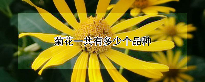 菊花一共有多少个品种 菊花总共有多少个品种