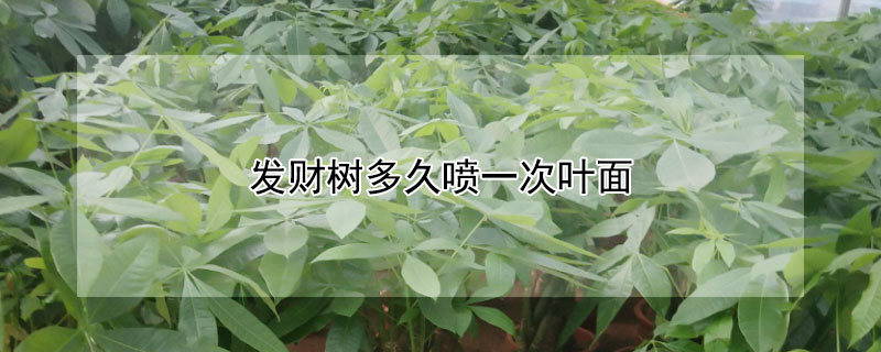 发财树多久喷一次叶面 发财树多久喷一次叶面水合适