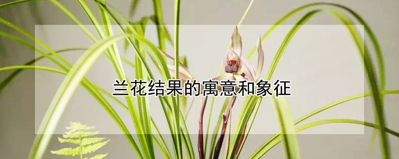 兰花结果的寓意和象征 兰花结果实的风水寓意