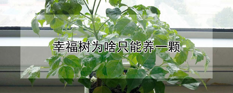 幸福树为啥只能养一颗（幸福树放在哪里最旺财）