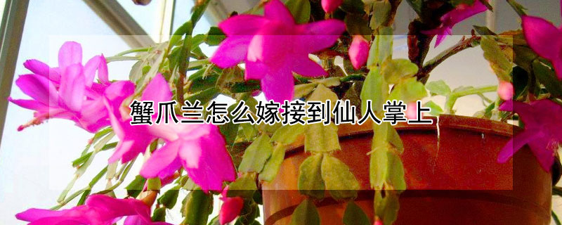 蟹爪兰怎么嫁接到仙人掌上 蟹爪兰嫁接最佳时间