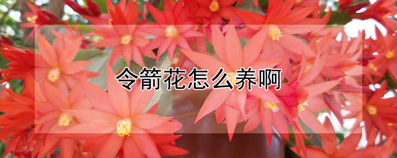 令箭花怎么养啊（令箭花怎么栽培）